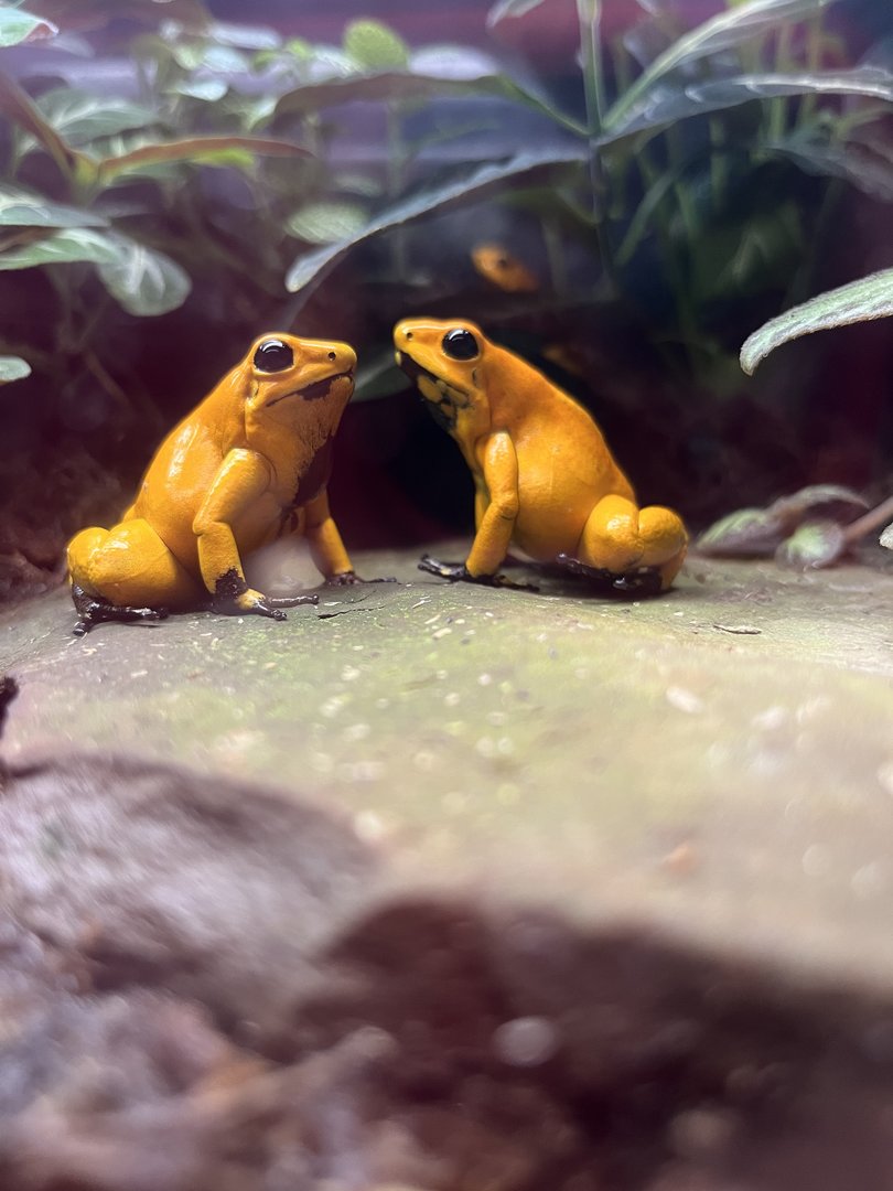 Golden Poison Dart Frog