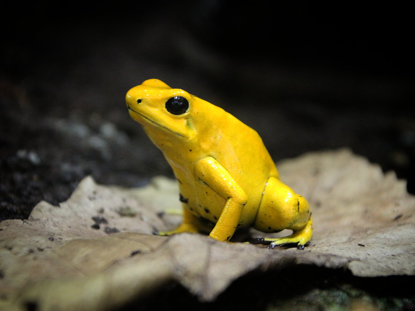 Golden Poison Dart Frog