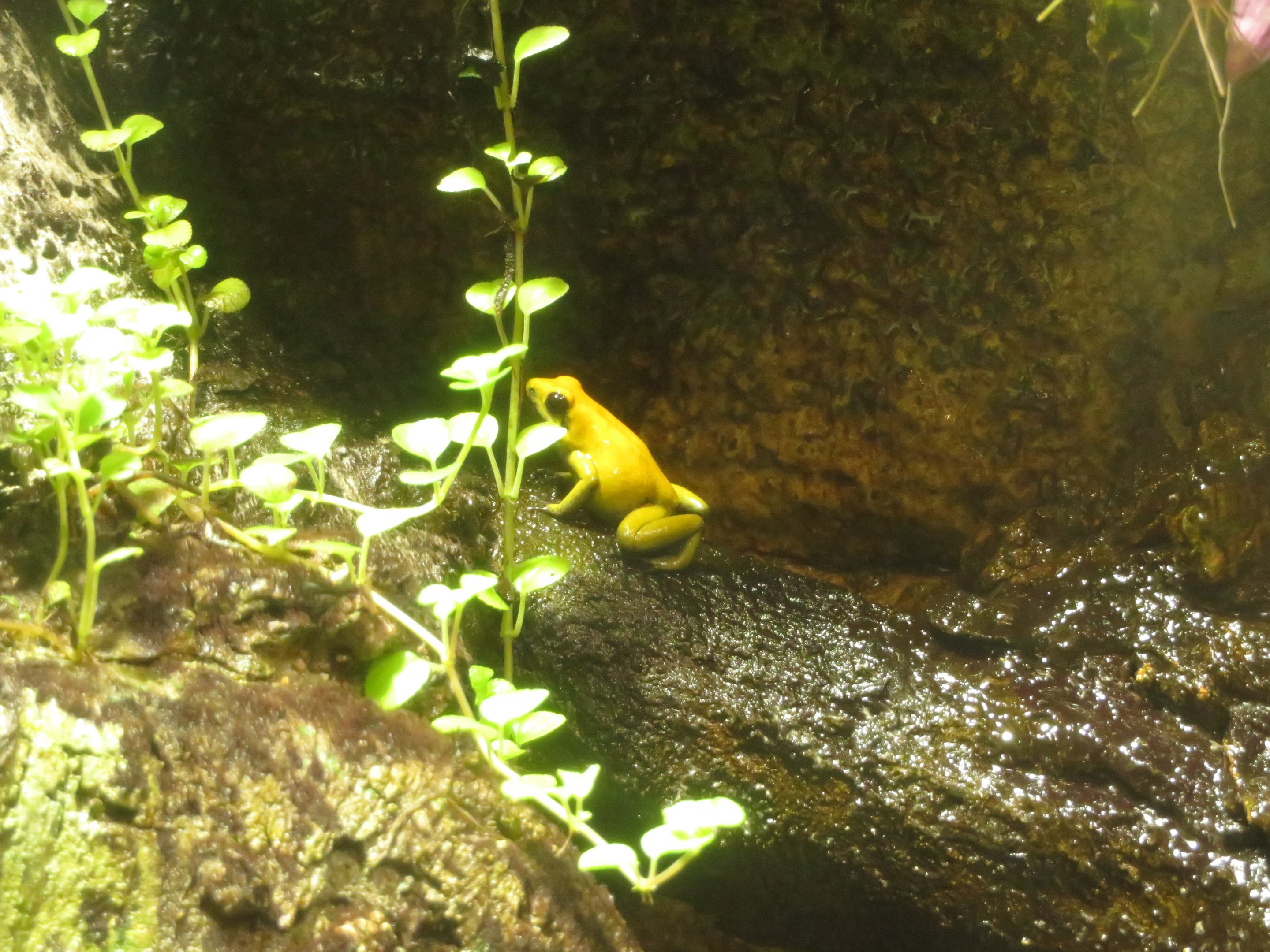 Golden Poison Dart Frog
