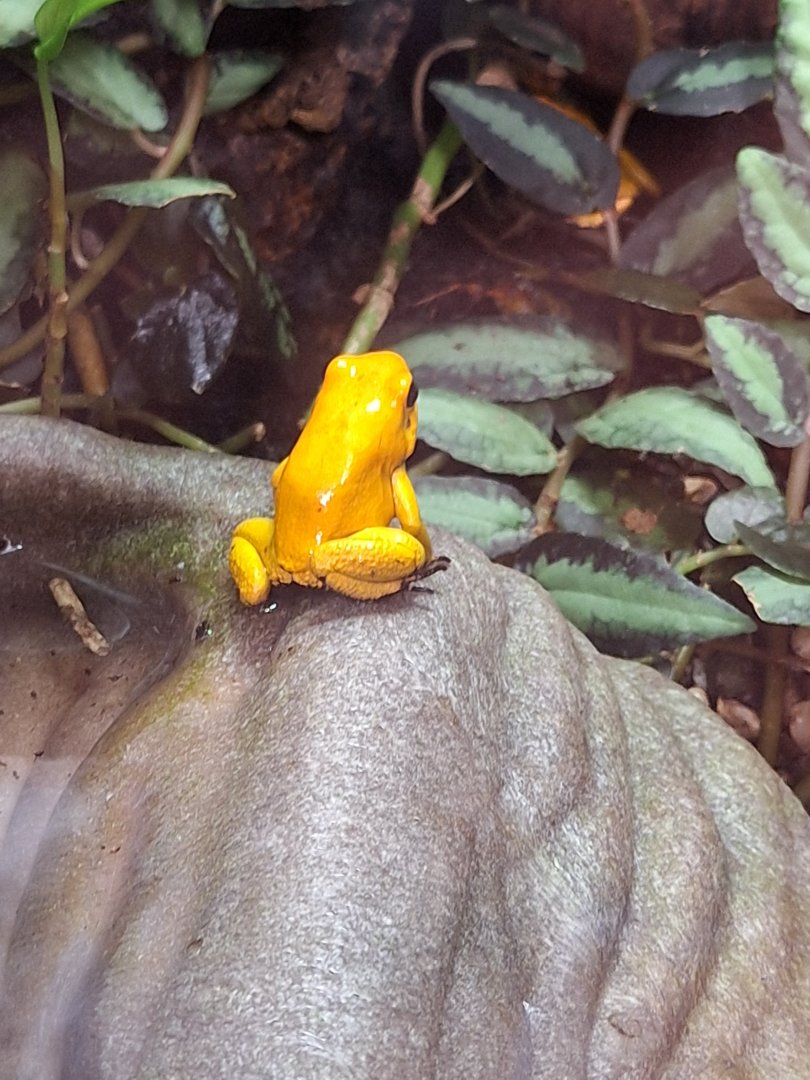 Golden Poison Dart Frog