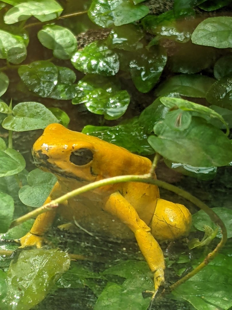 Golden Poison Dart Frog