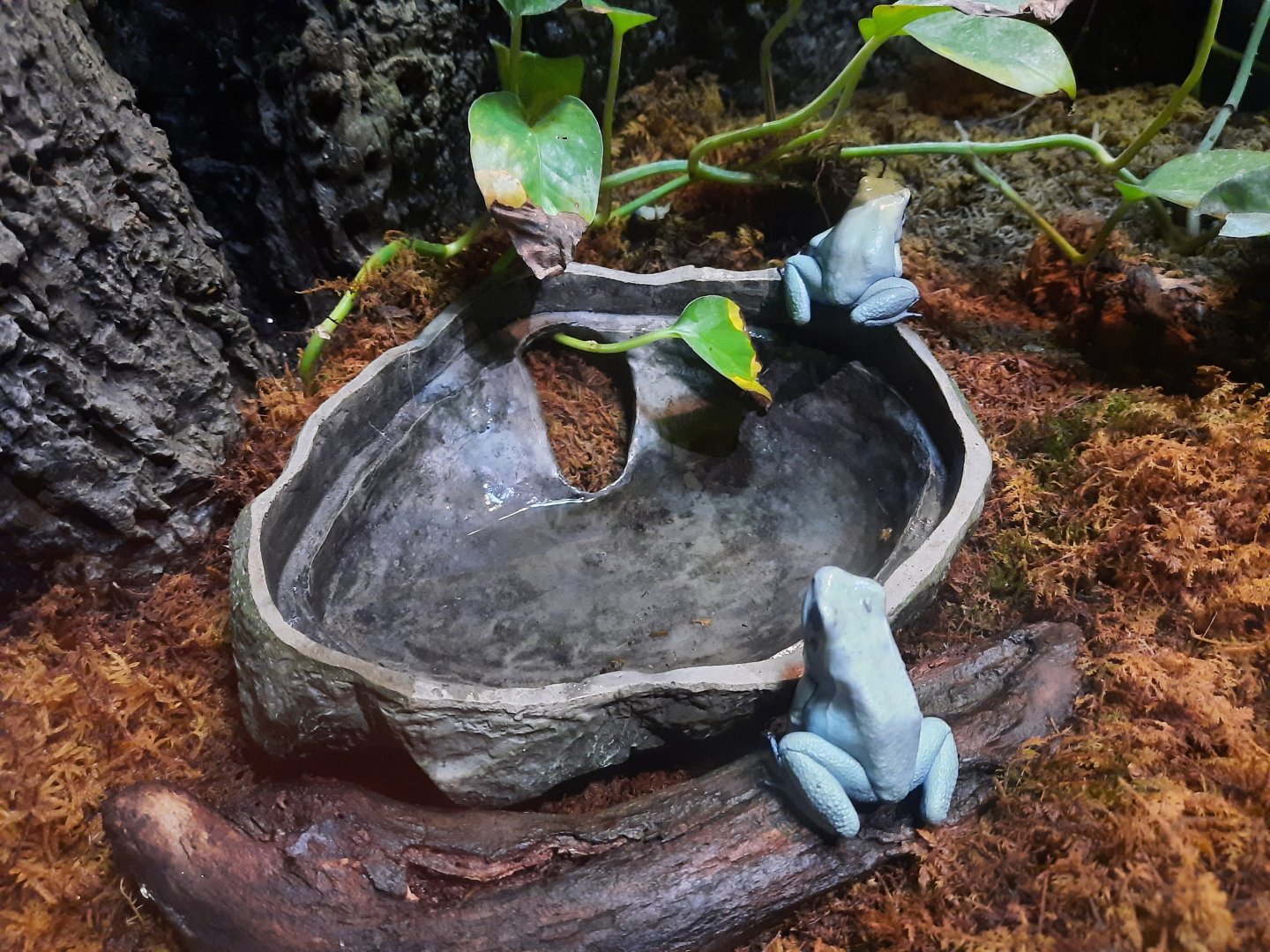 Golden Poison Dart Frog