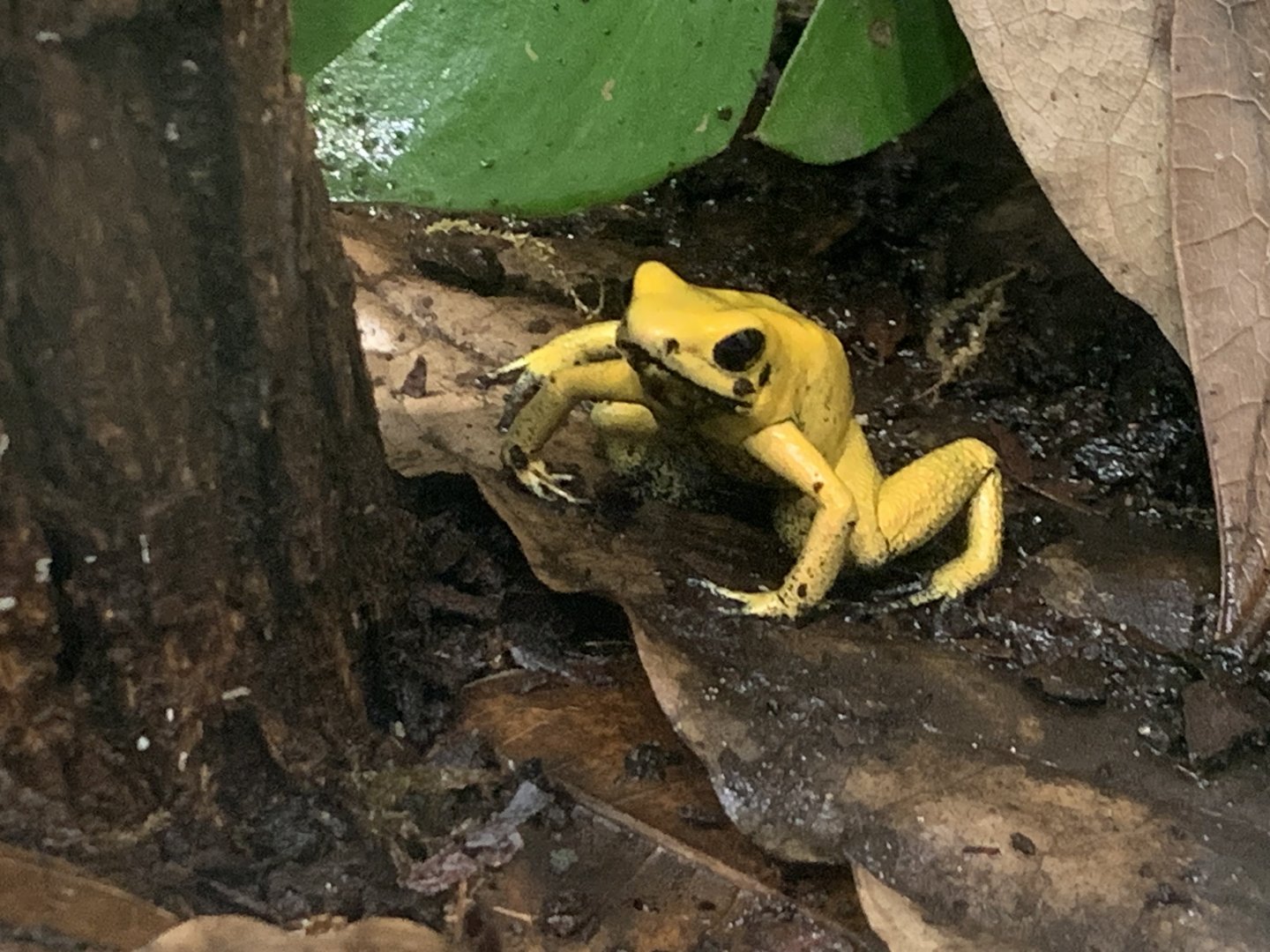 Golden poison dart frog