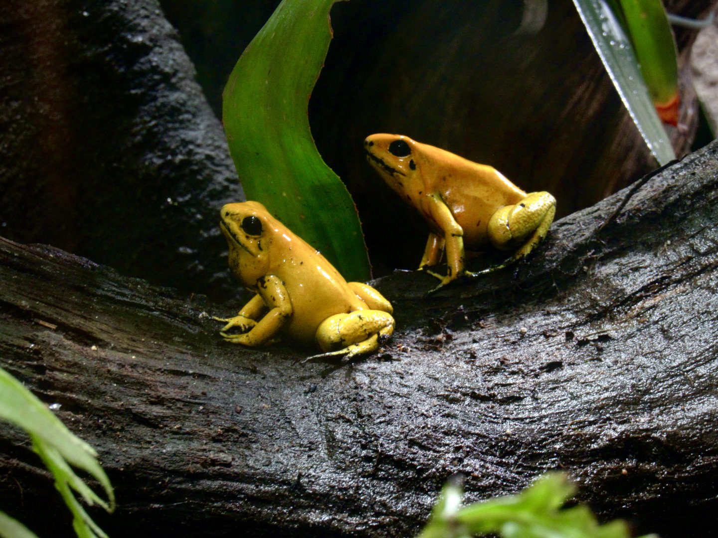Golden poison dart frog
