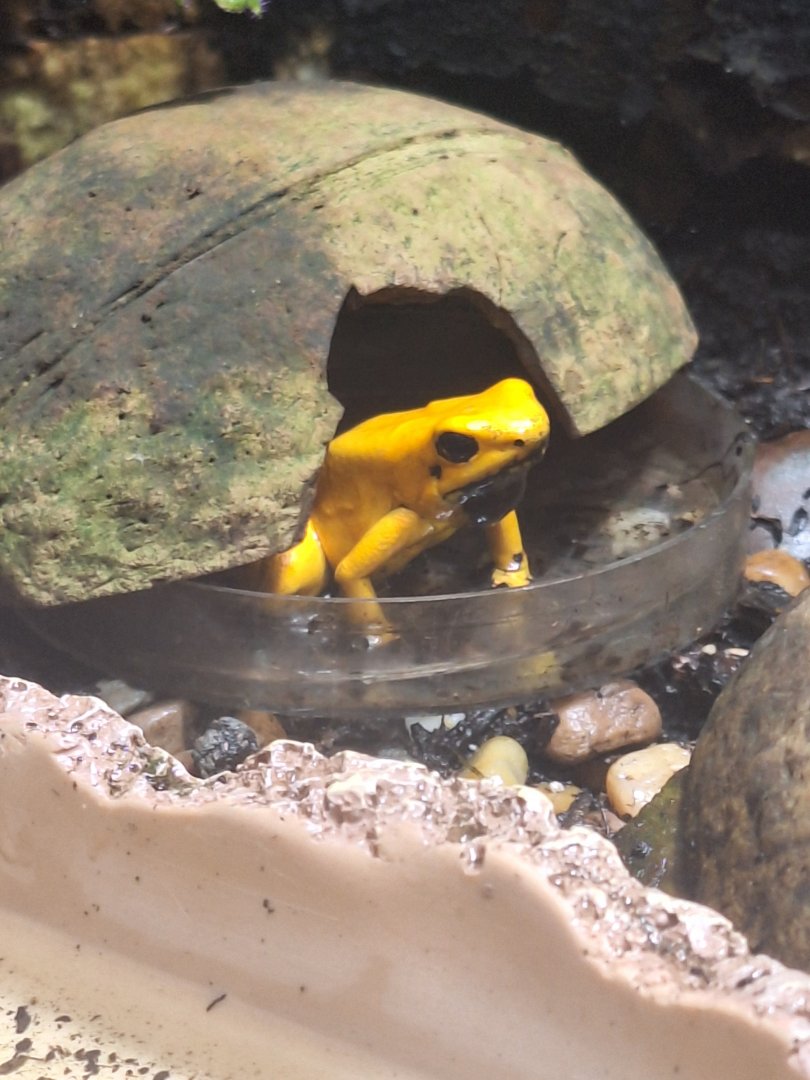 Golden Poison Dart Frog
