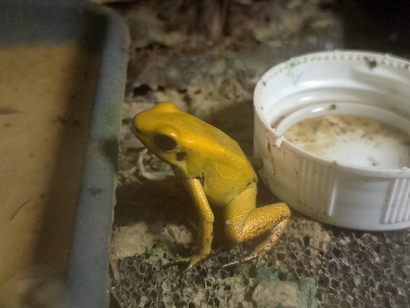 Golden poison dart frog