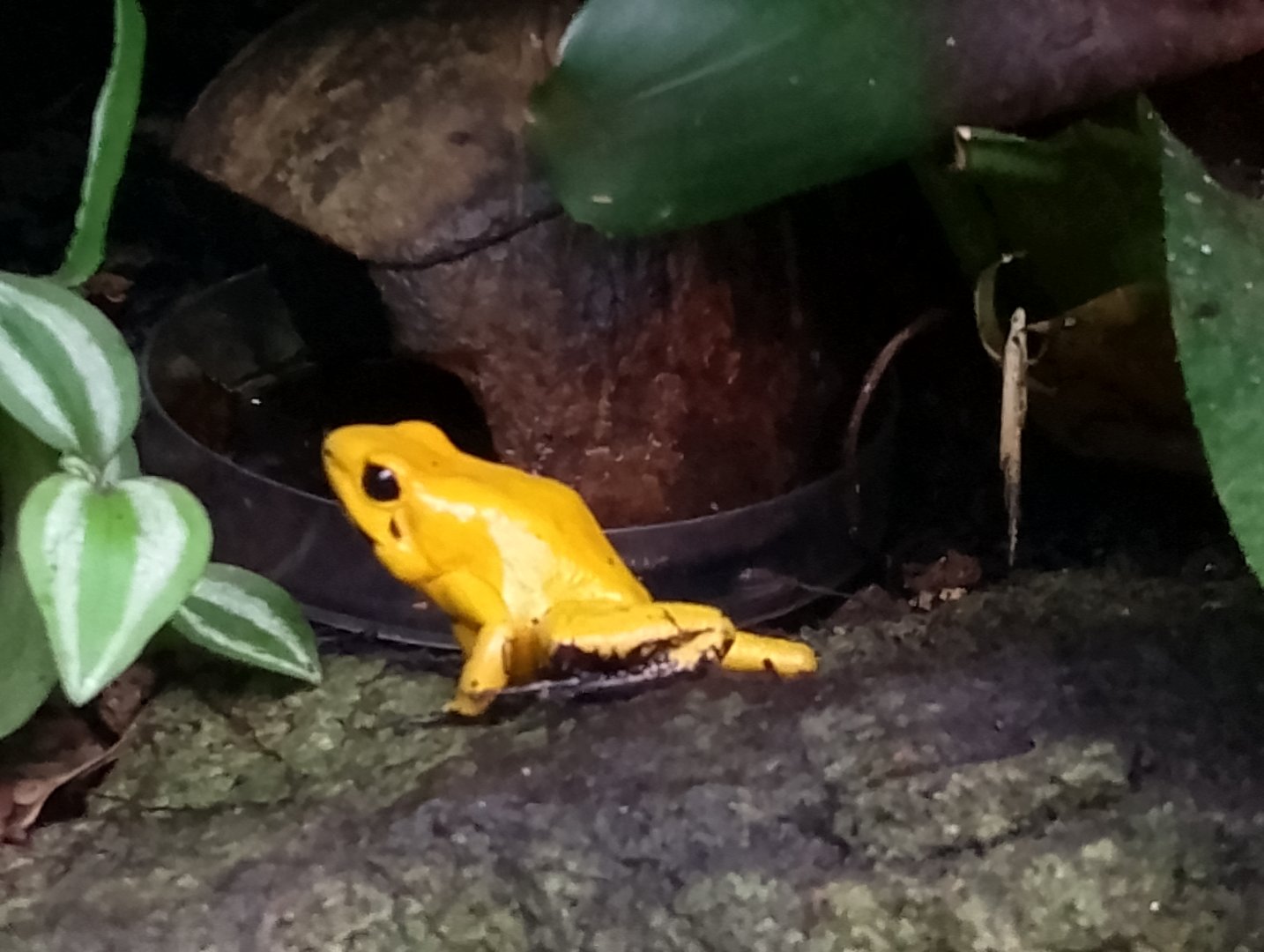 Golden poison dart frog