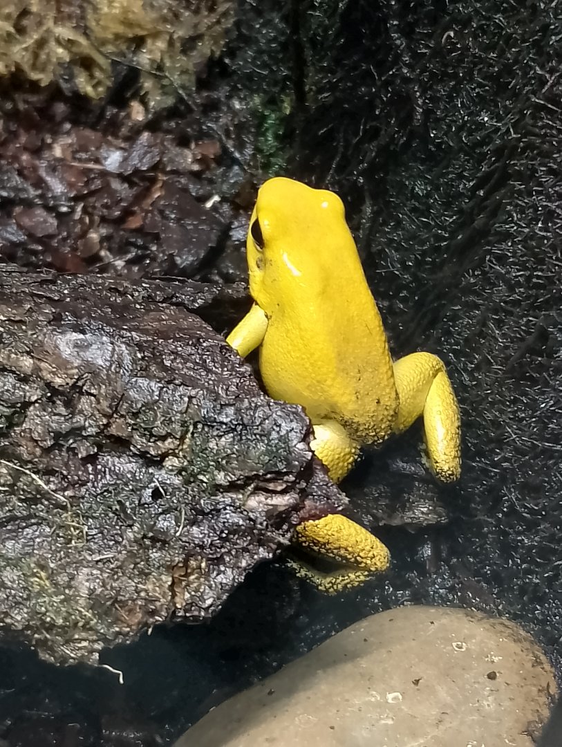 Golden poison dart frog