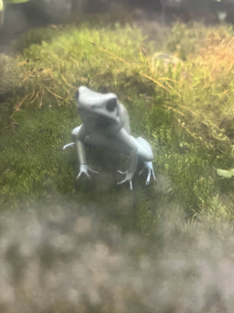 Golden poison dart frog