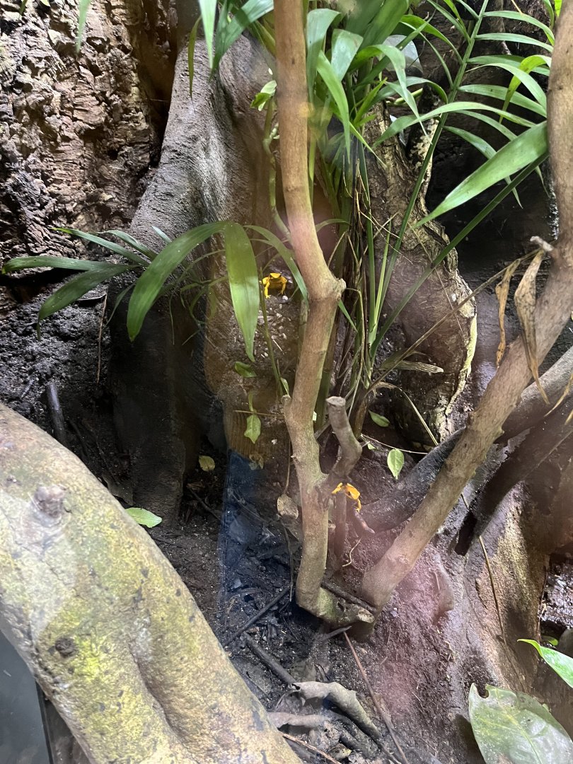 Golden poison dart frogs 29.6.24