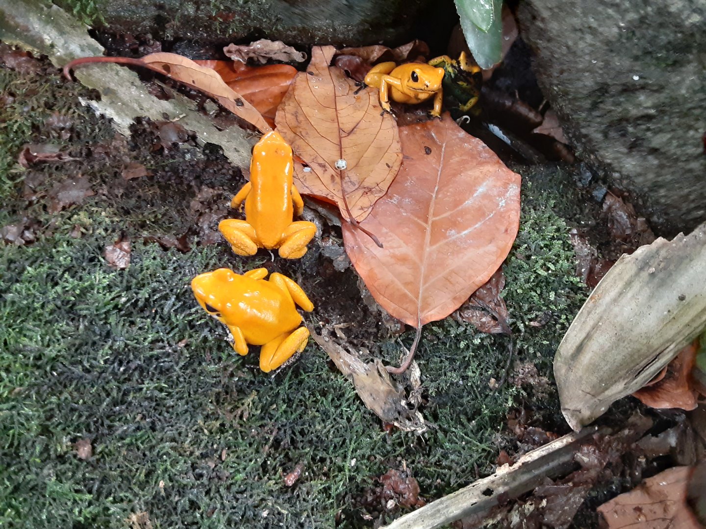 Golden Poison Dart Frogs- in walk-through!