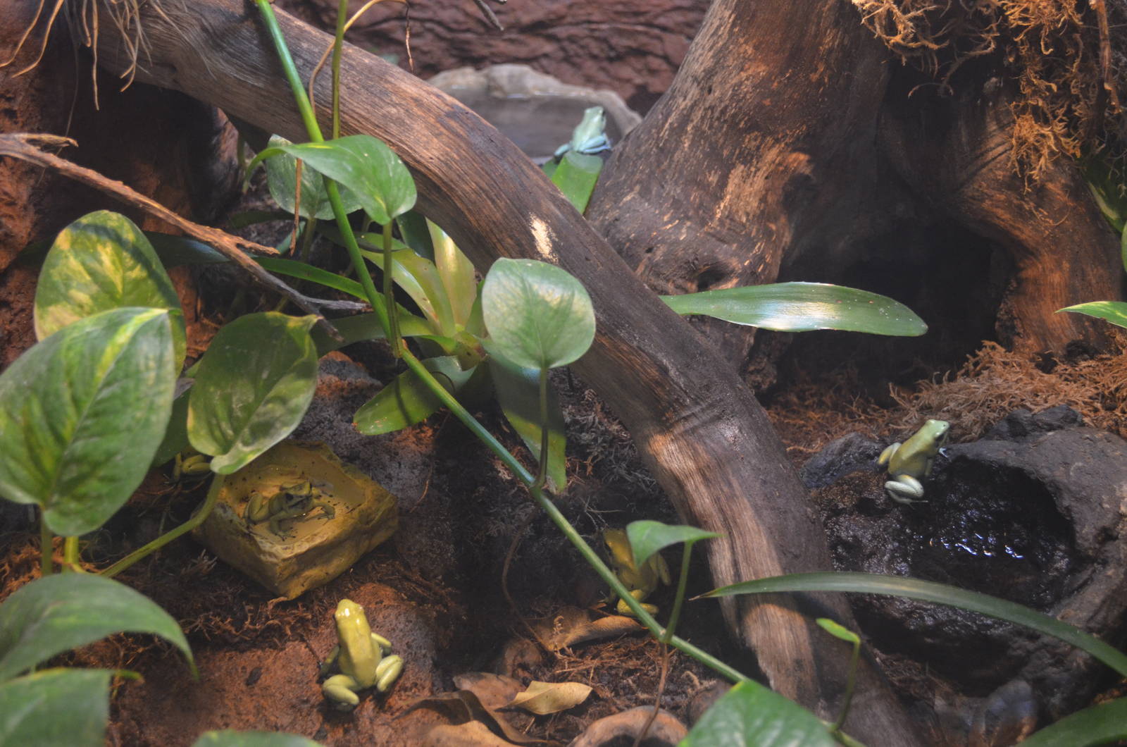 Golden Poison Dart Frogs