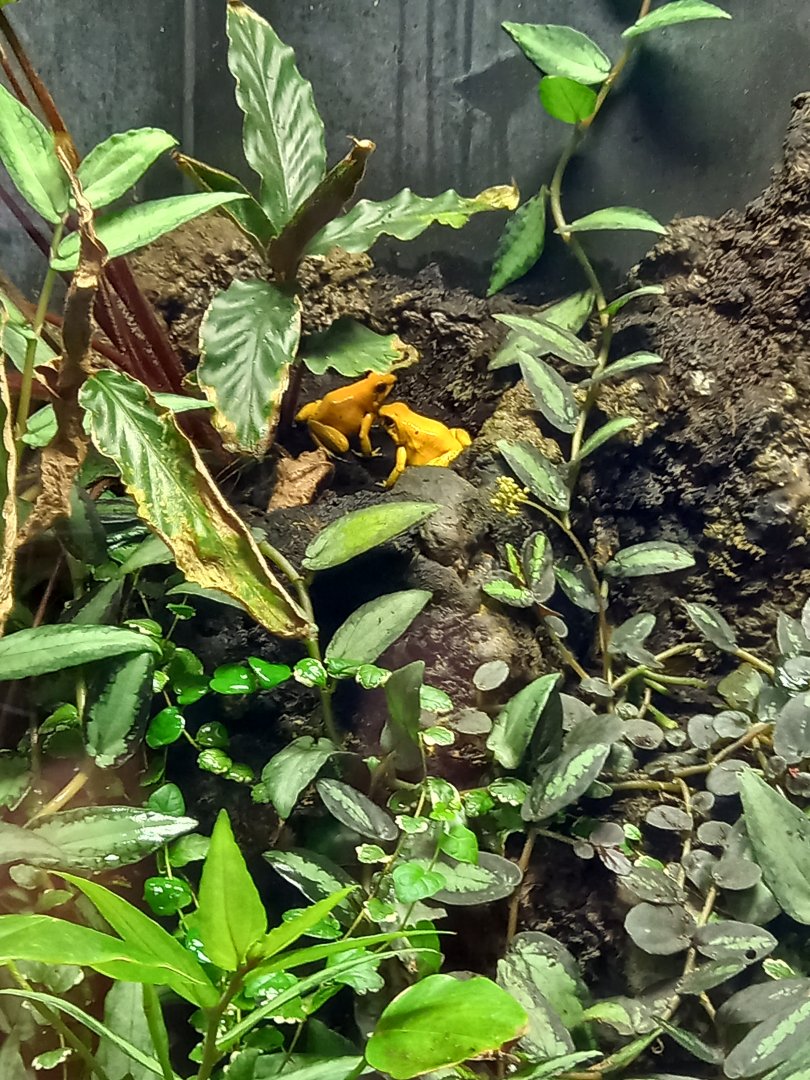 Golden Poison Dart Frogs