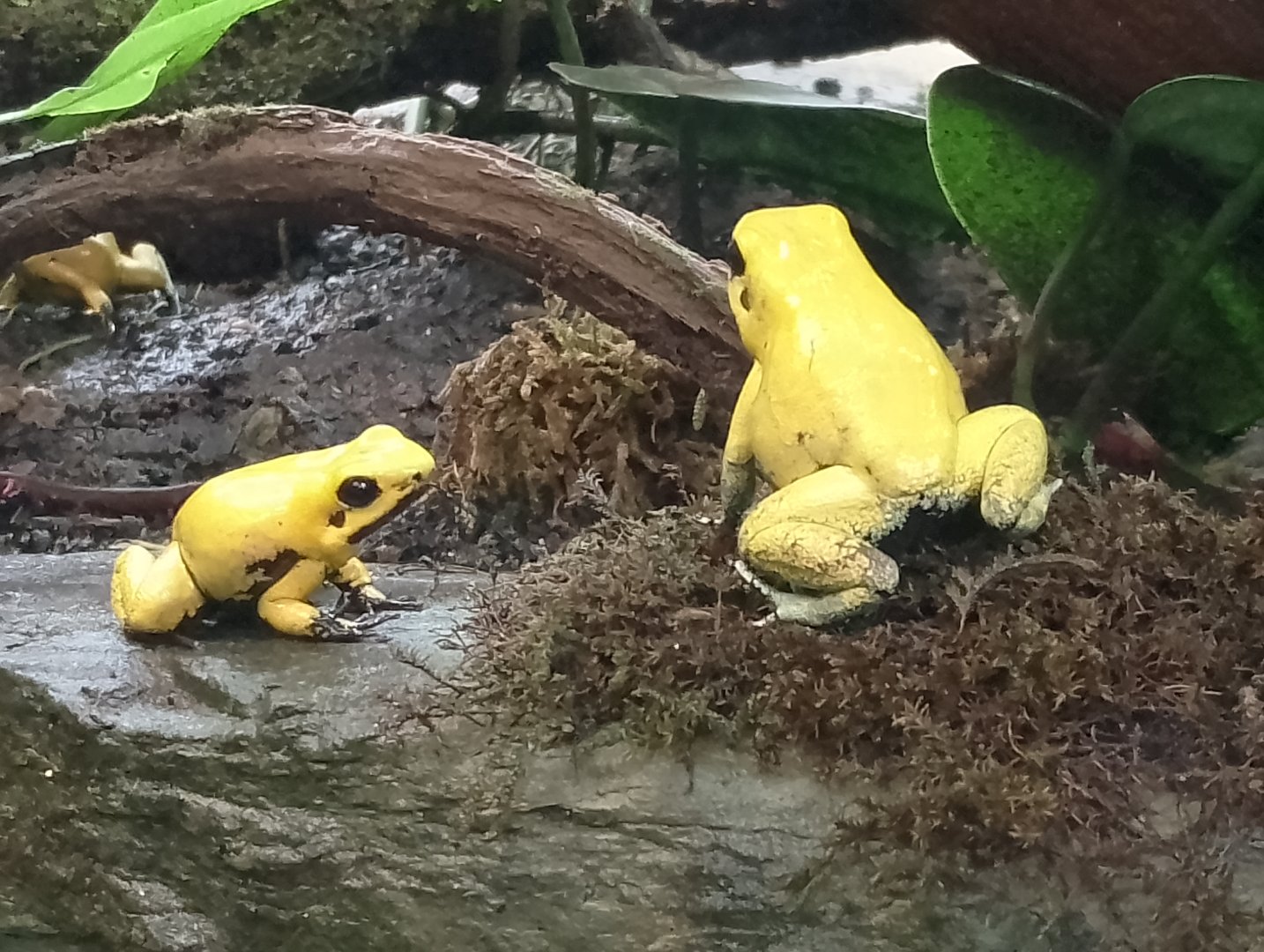 Golden poison dart frogs