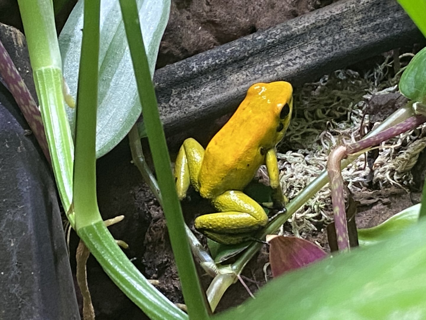 Golden poison frog 050820