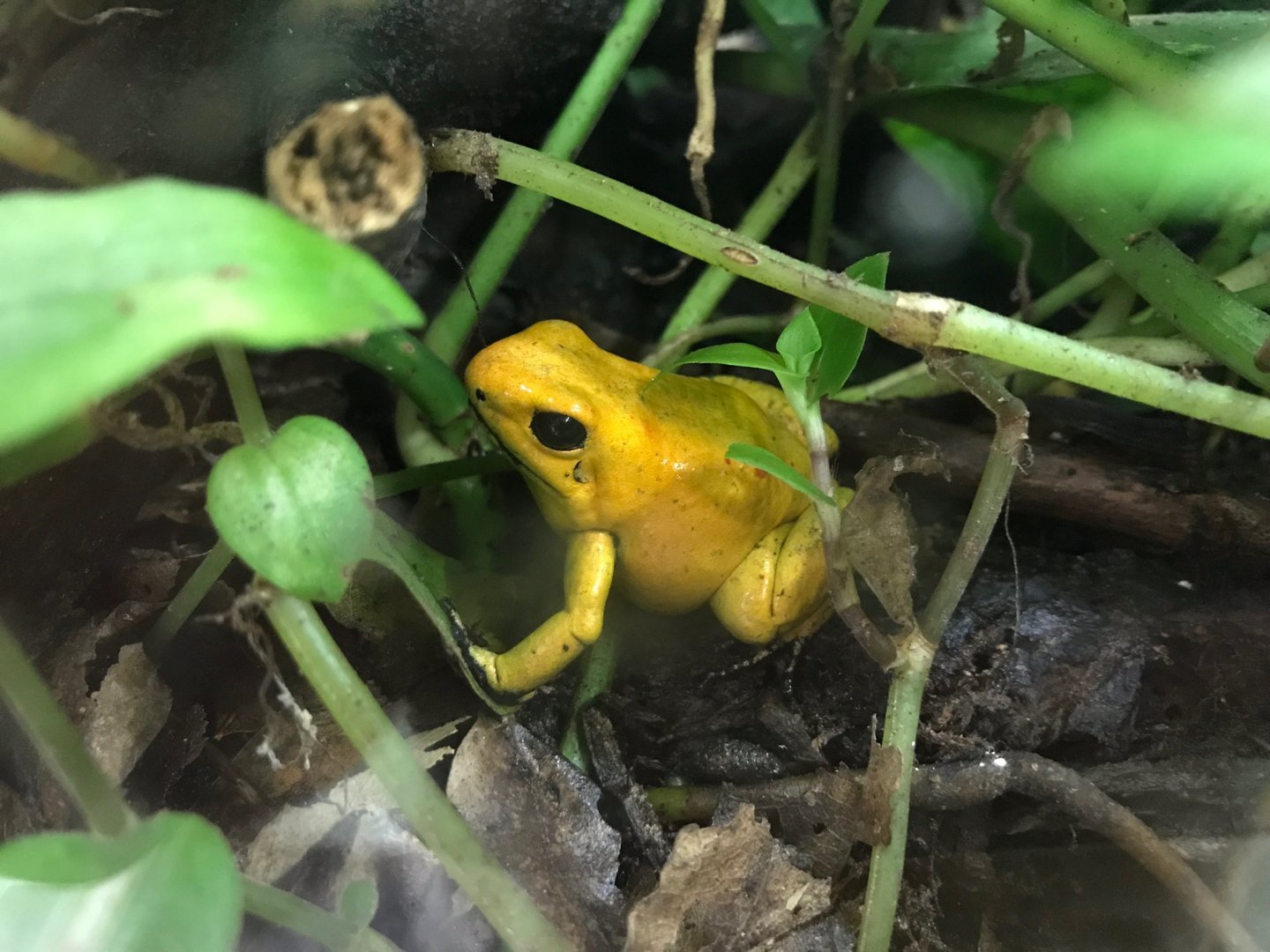 Golden poison frog 150918