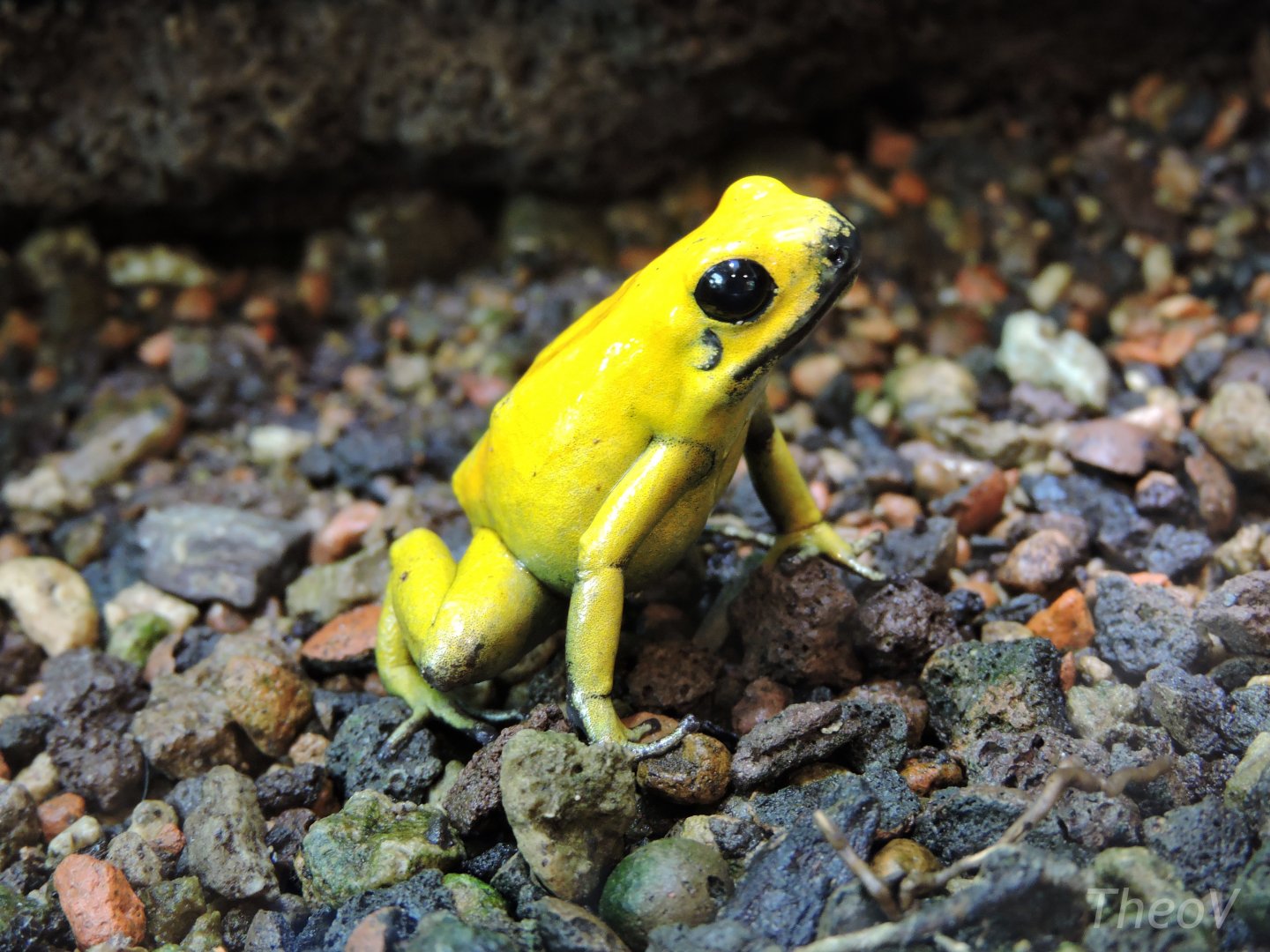 Golden poison frog [2015]