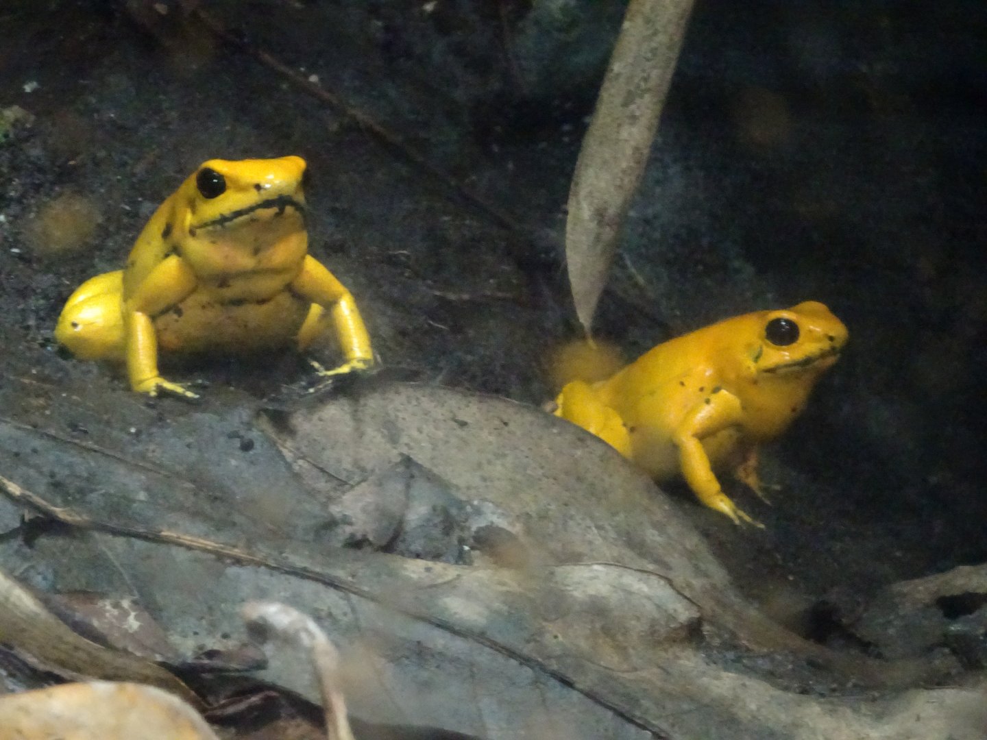 Golden Poison Frog  23 August 2025