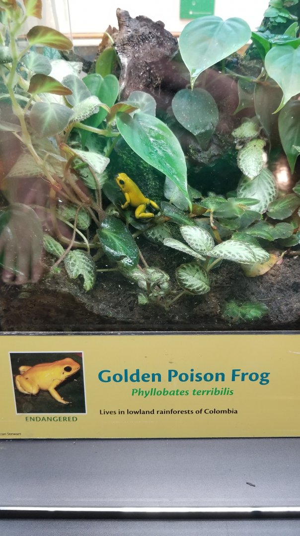 Golden Poison Frog, Amazonia