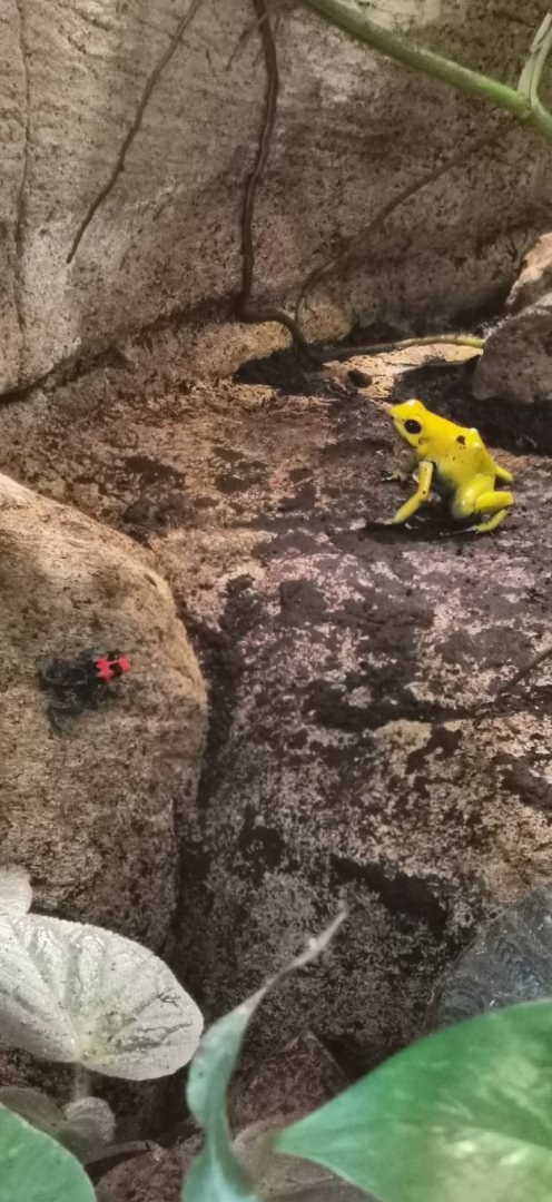 Golden poison Frog and Blessed poison Frog