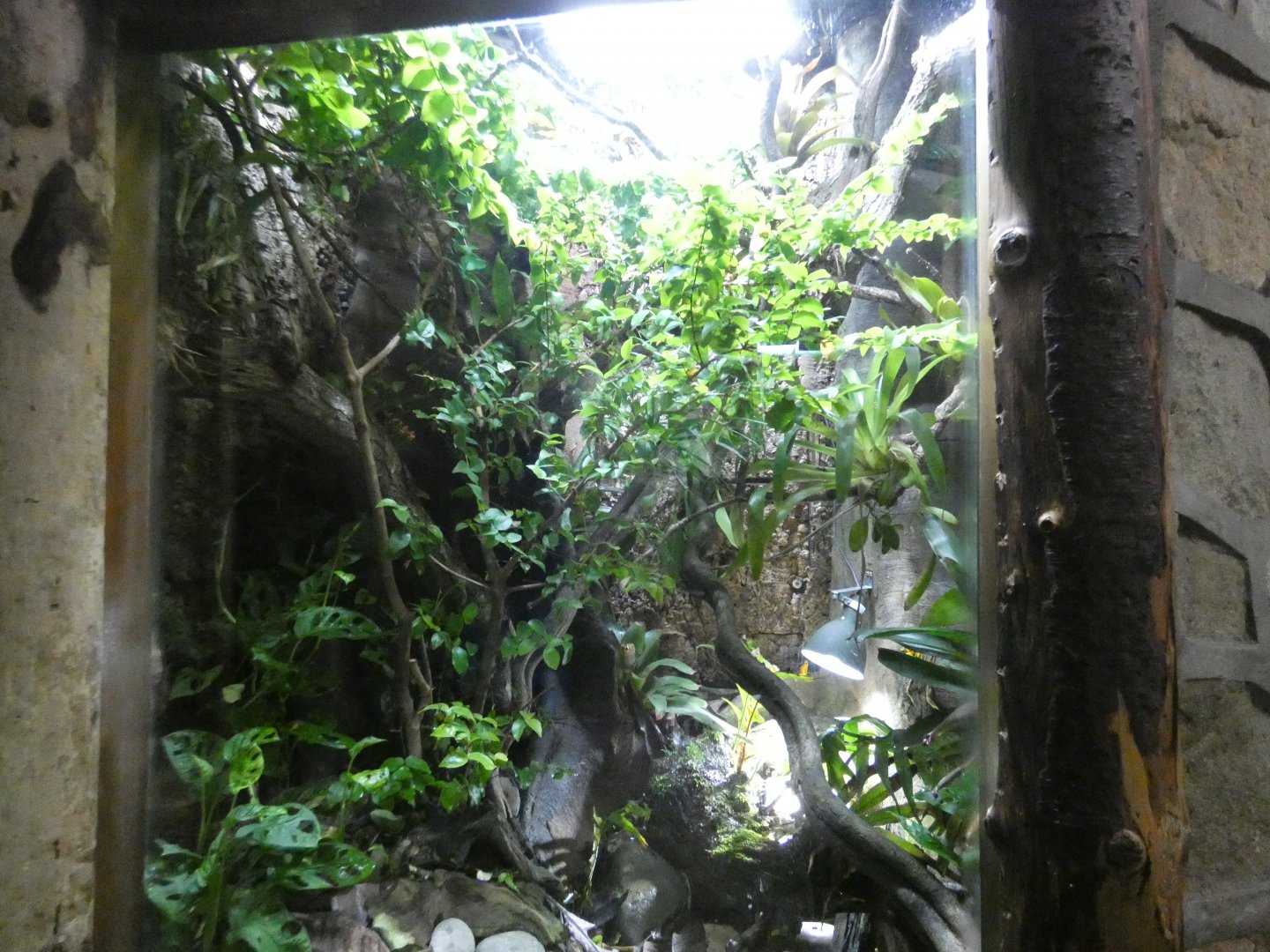 Golden poison frog and Cone-headed lizard enclosure