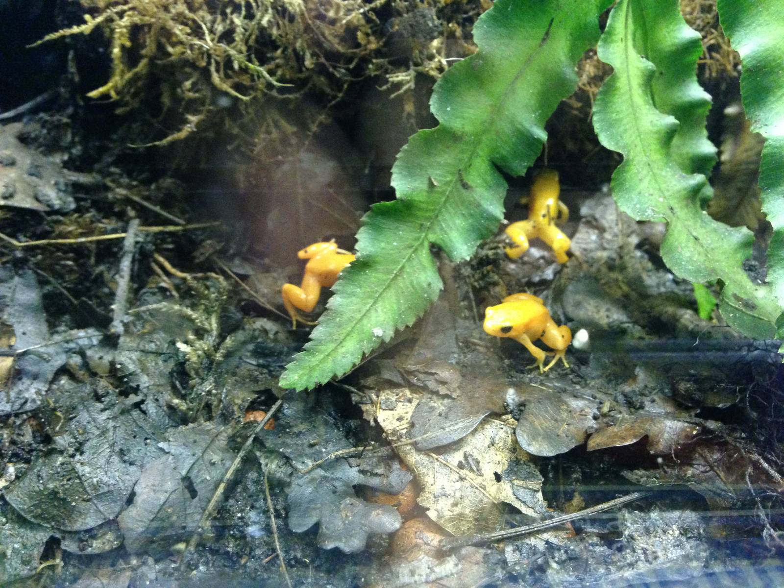 Golden Poison Frog at Blue Planet Aquarium - 05/10/2013