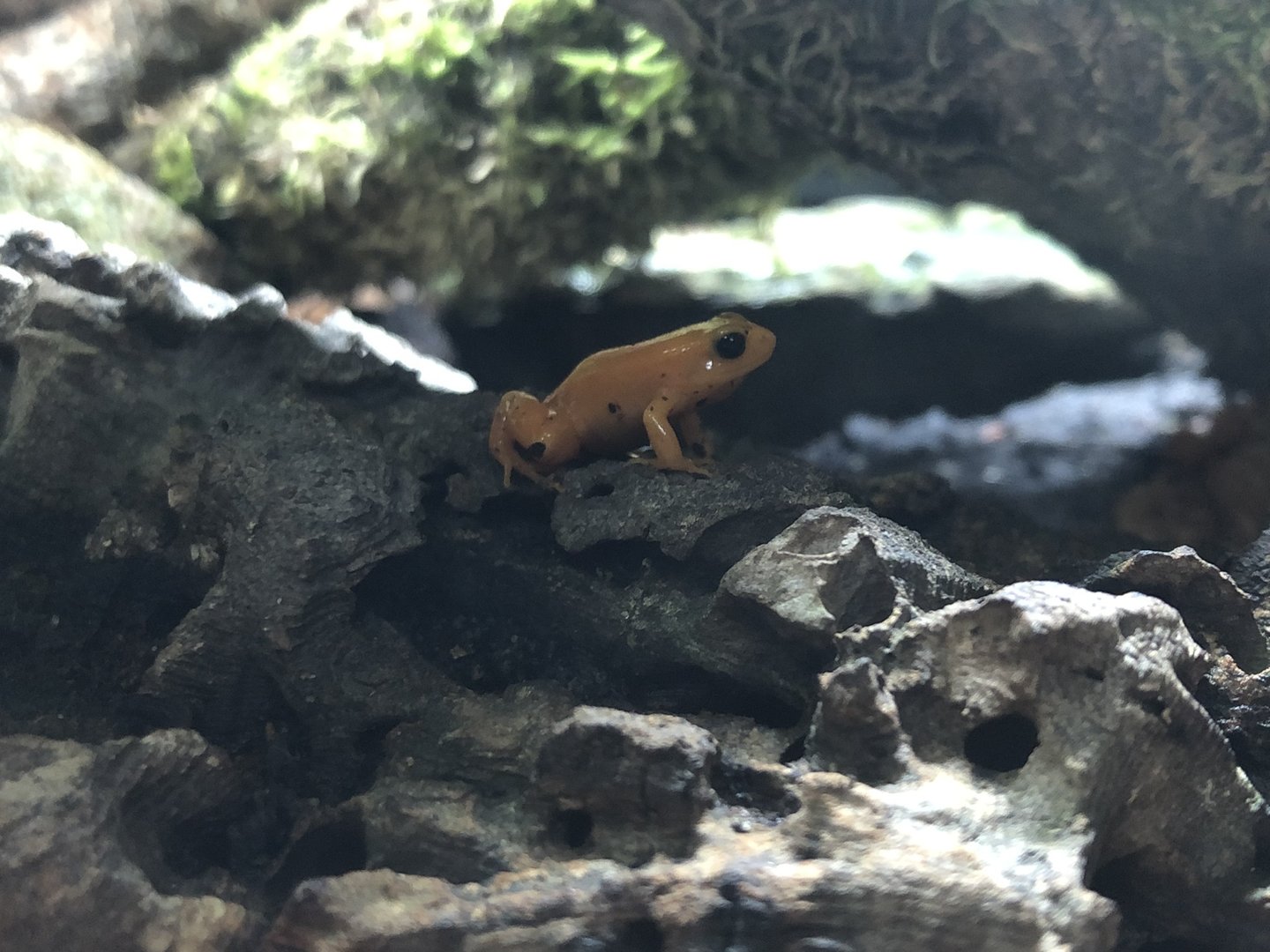 Golden Poison Frog at Ponderosa Zoo (October 2022)