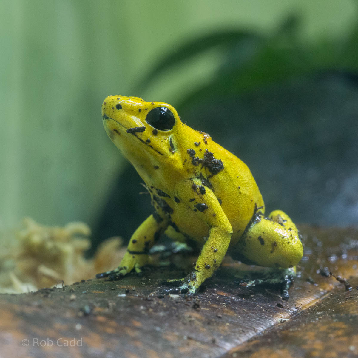 Golden poison frog : Bristol : 19 Oct 2015