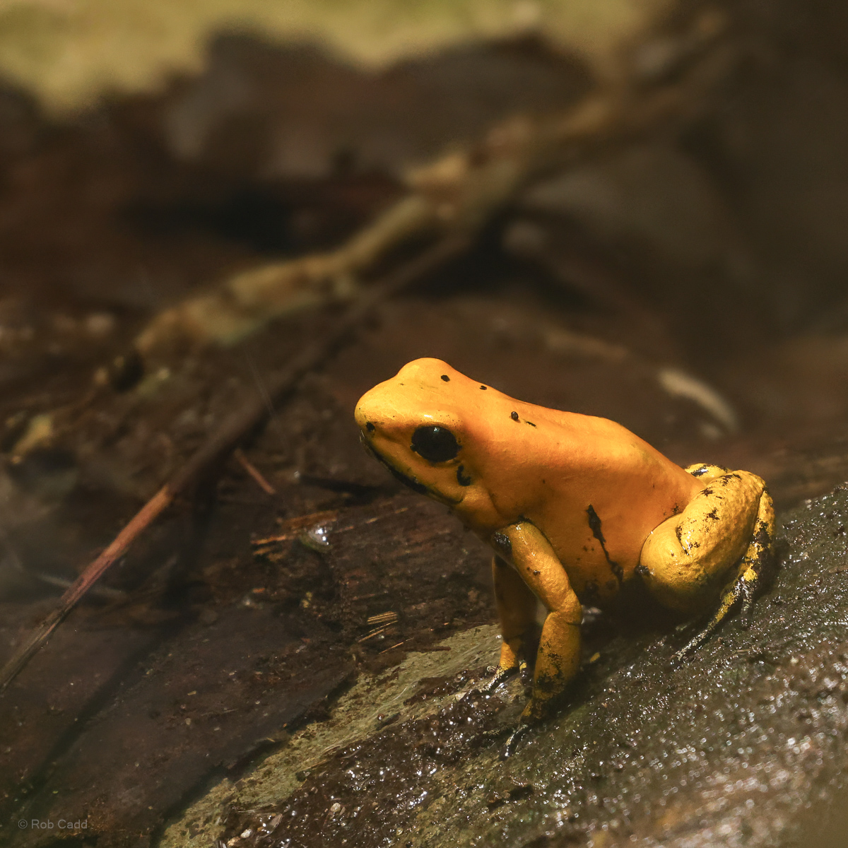 Golden poison frog : Chester Zoo : 06 Sep 2025