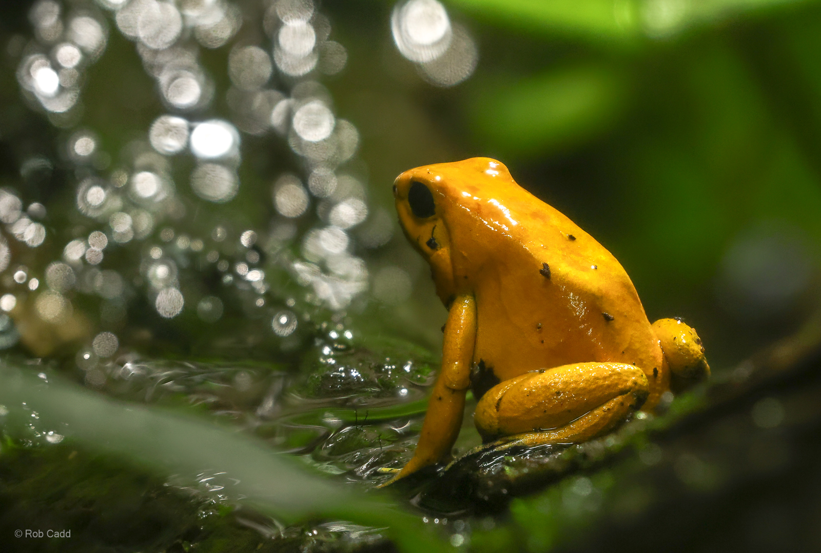 Golden poison frog : Chester Zoo : 24 Jun 2024