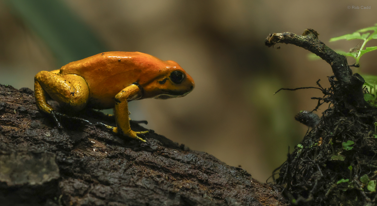 Golden poison frog : Chester Zoo : 24 Jun 2024