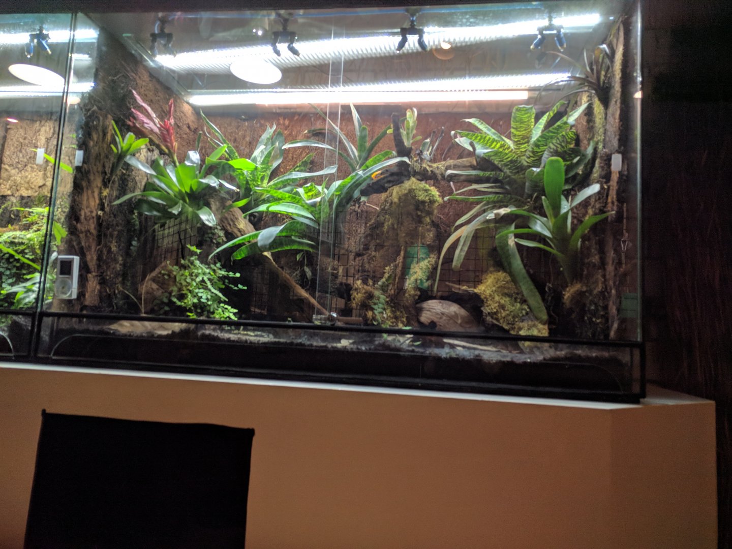 Golden Poison Frog Enclosure