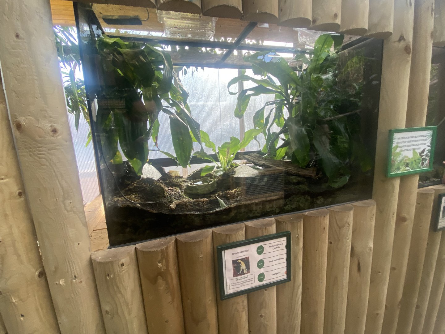Golden poison frog exhibit 200922