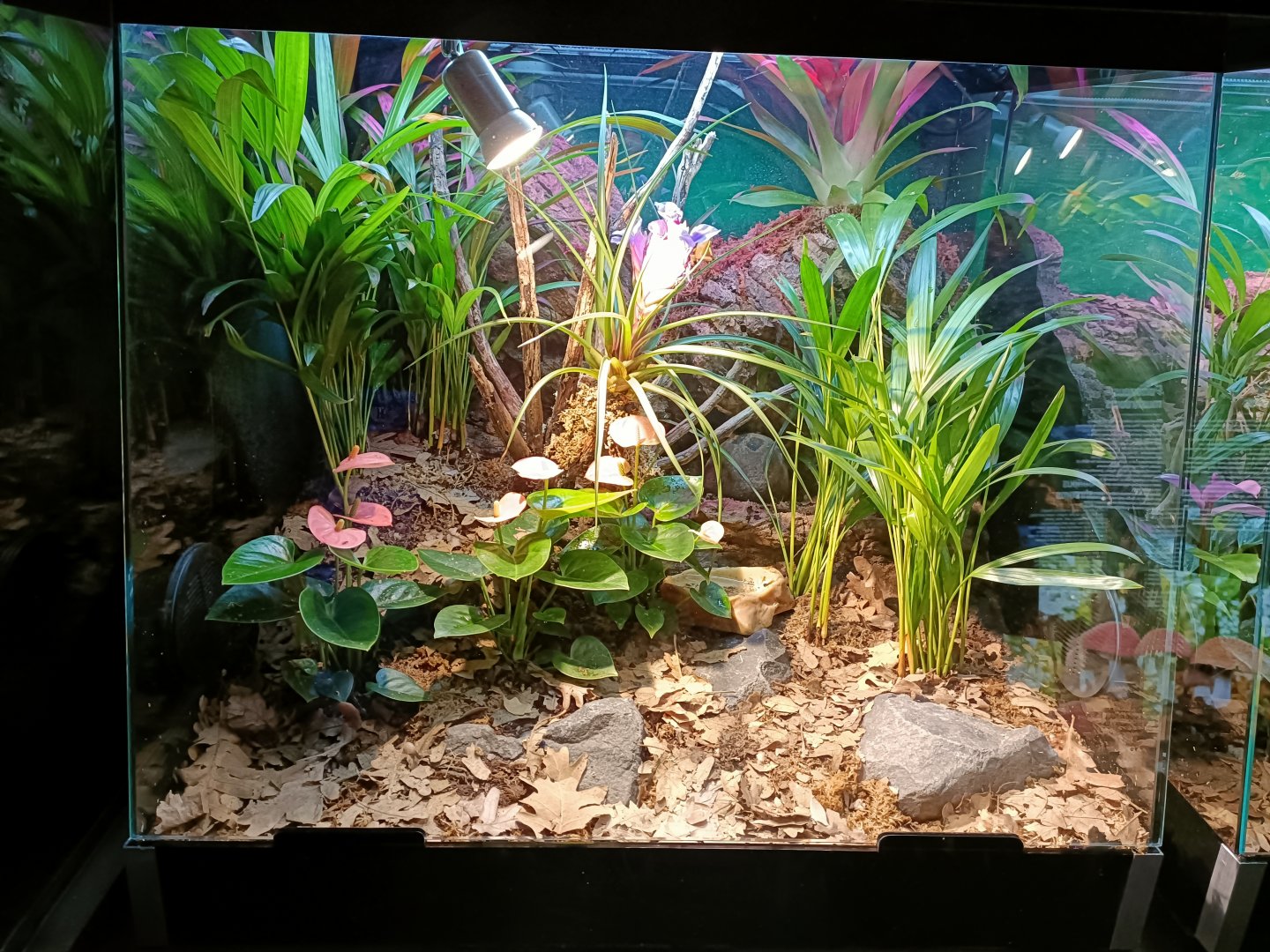 Golden poison frog exhibit - Bioparc Acuario de Gijón