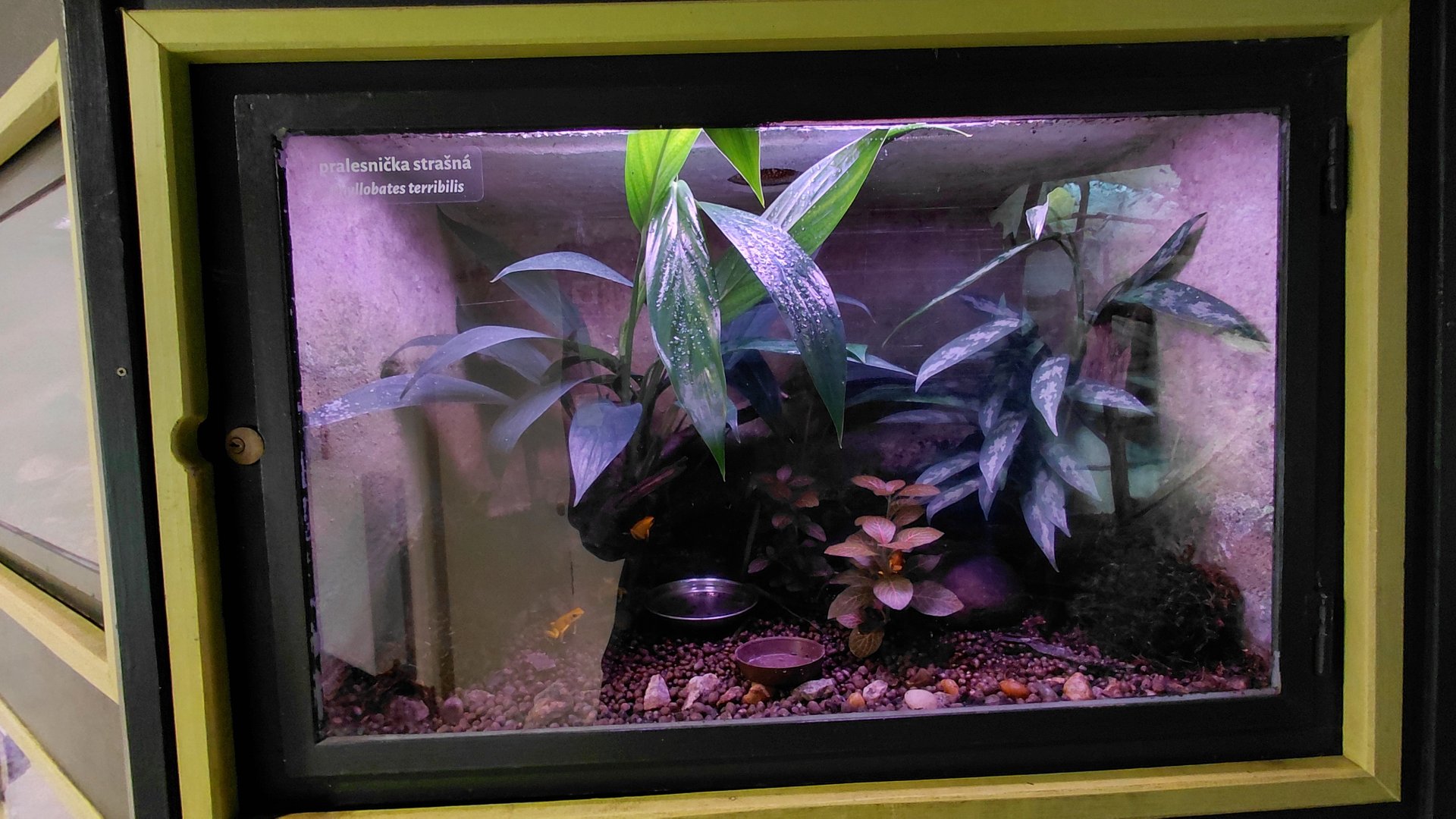 Golden poison frog exhibit