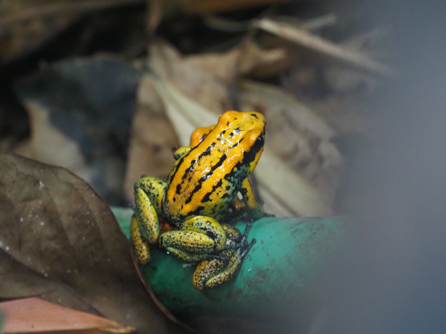 Golden Poison Frog/Golfodulcean Poison Frog Hybrids
