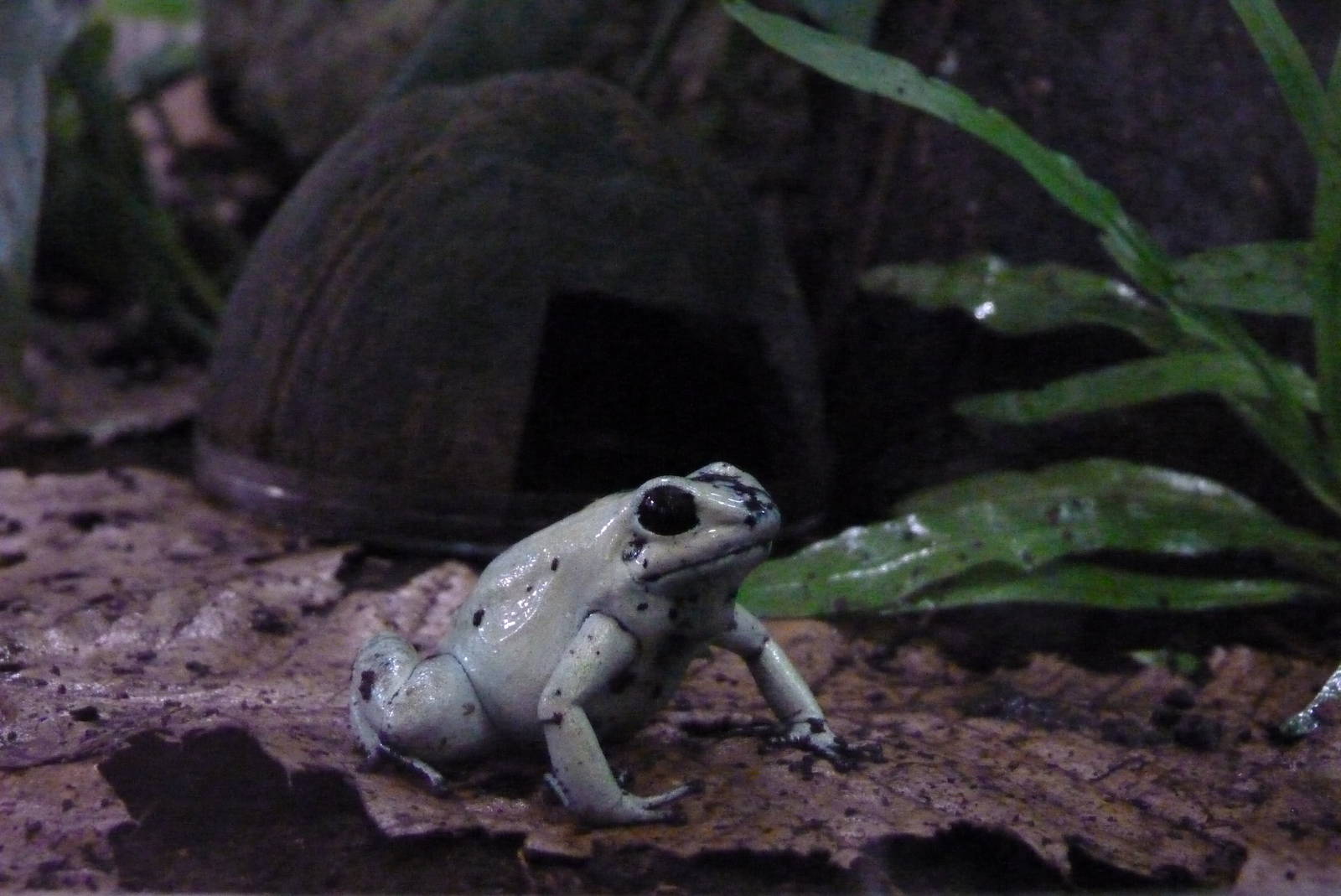 Golden Poison Frog, October 2016