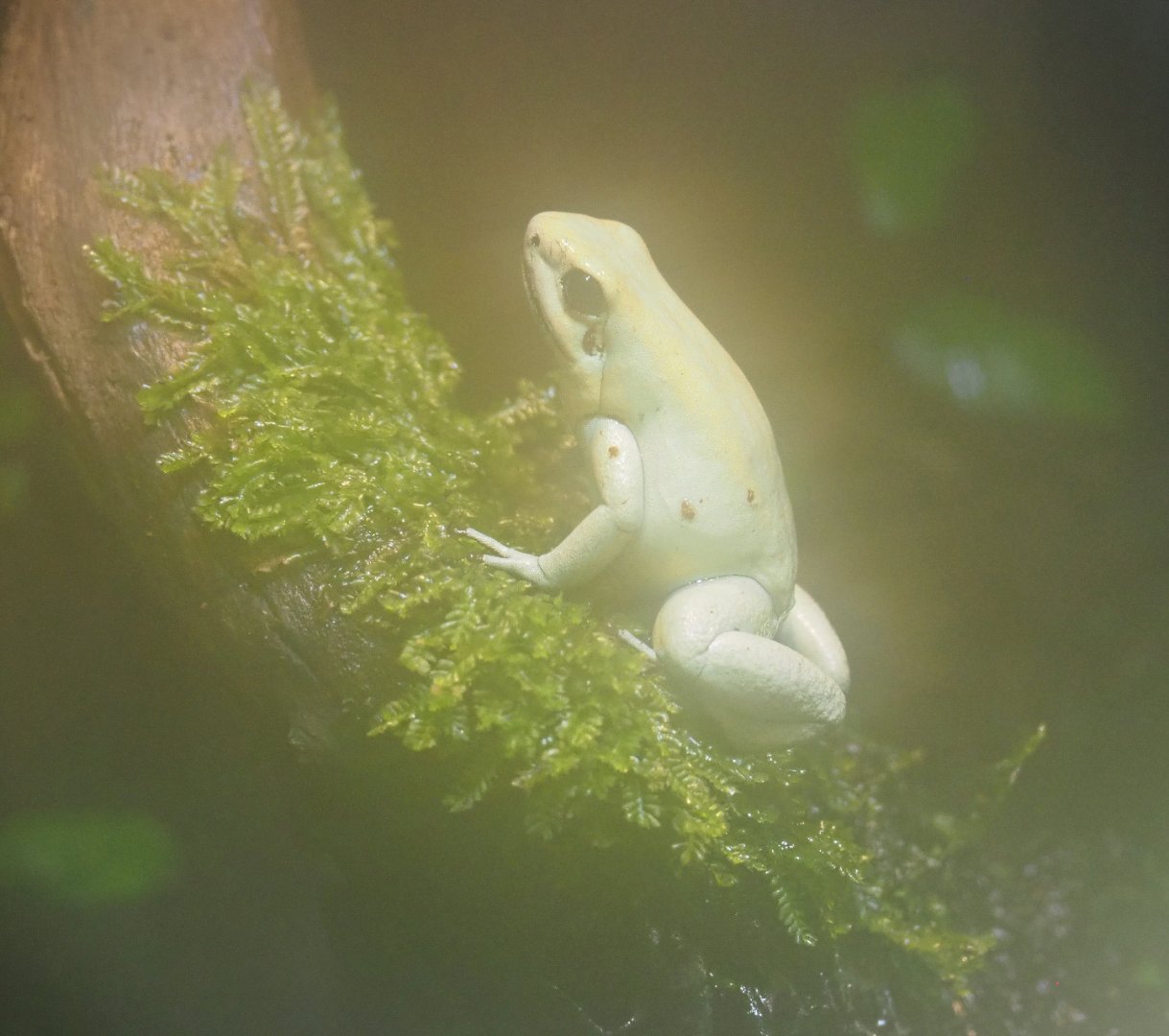Golden poison frog (Phyllobates terribilis), 2022-05-17