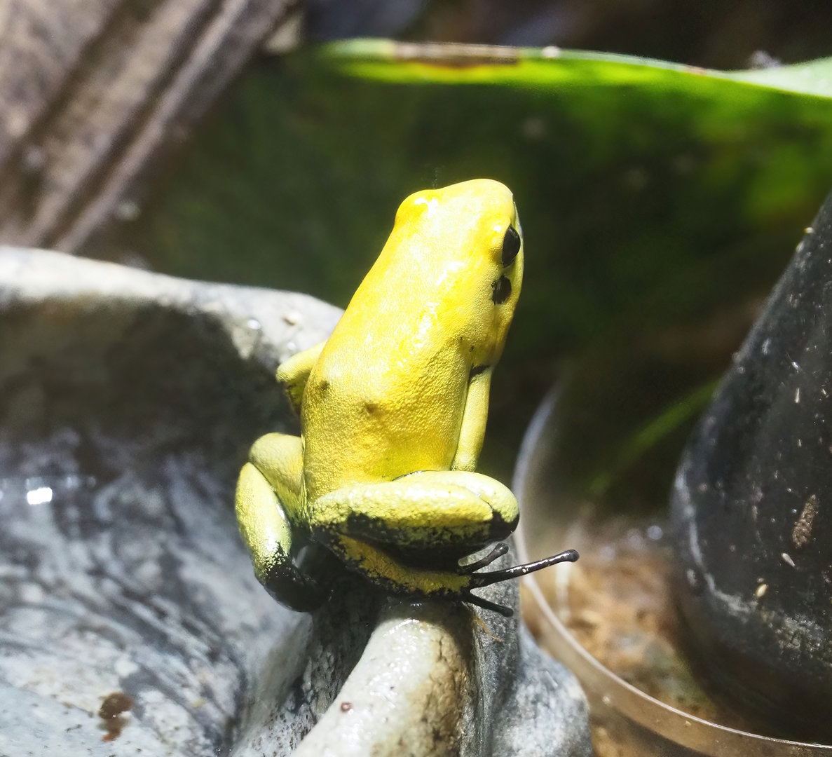 Golden poison frog (Phyllobates terribilis), 2022-08-16