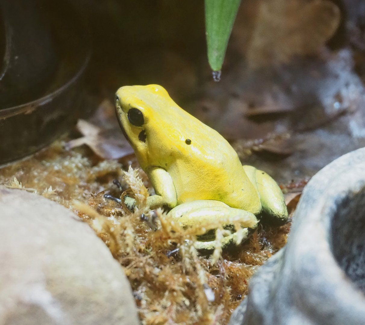 Golden poison frog (Phyllobates terribilis), 2023-07-02