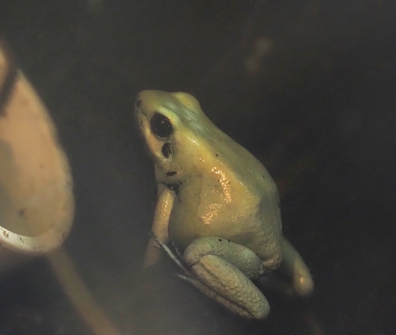 Golden poison frog (Phyllobates terribilis), 2024-04-14