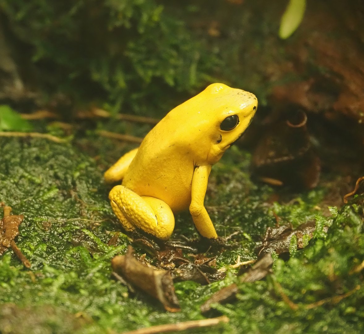 Golden poison frog (Phyllobates terribilis), 2024-08-21