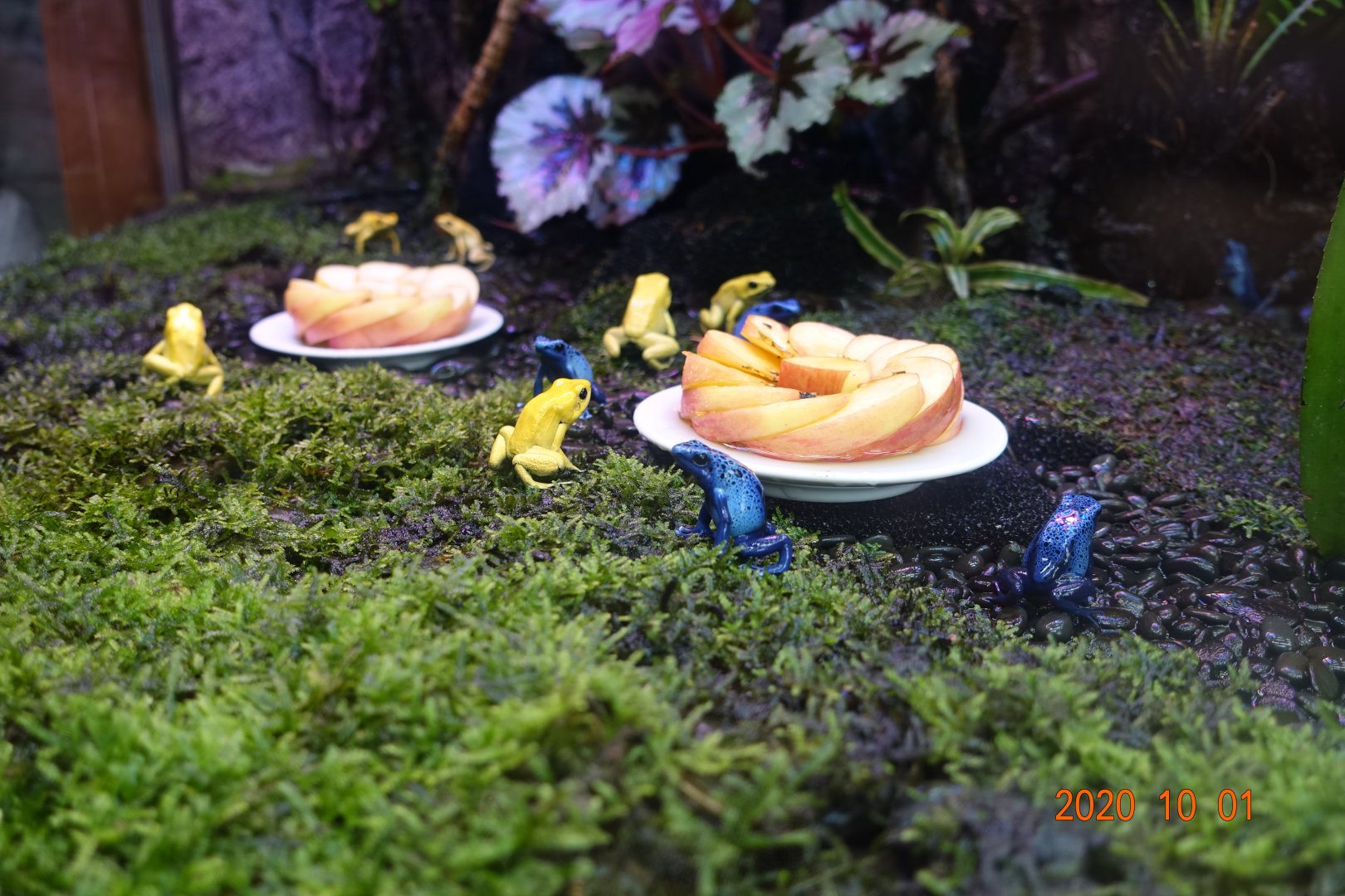 Golden Poison Frog (Phyllobates terribilis) and Blue Poison Dart Frog (Dendrobates tinctorius "azureus")