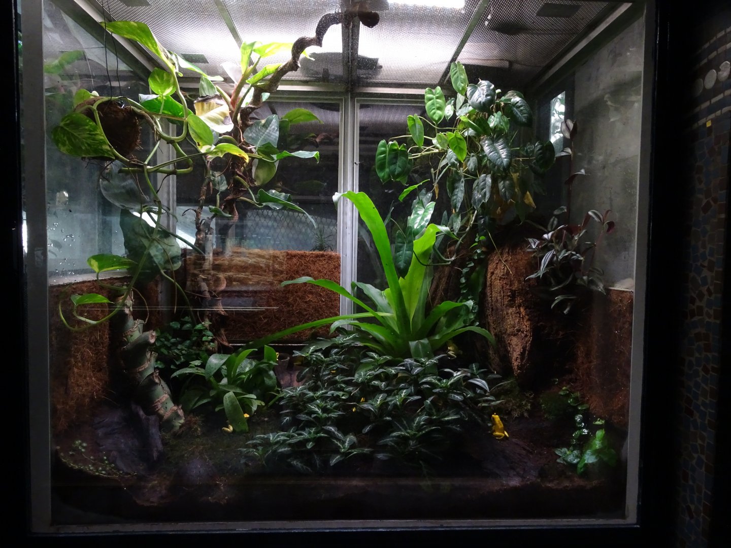 Golden poison frog (Phyllobates terribilis) exhibit