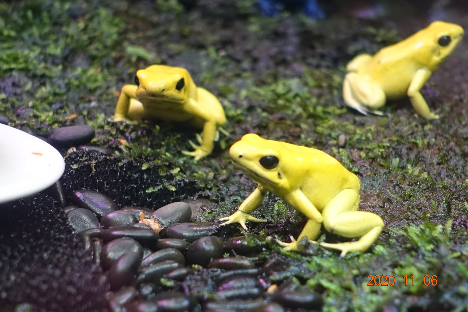 Golden Poison Frog (Phyllobates terribilis)