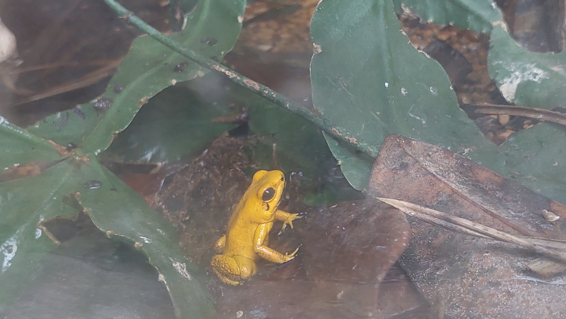 Golden poison frog (Phyllobates terribilis)