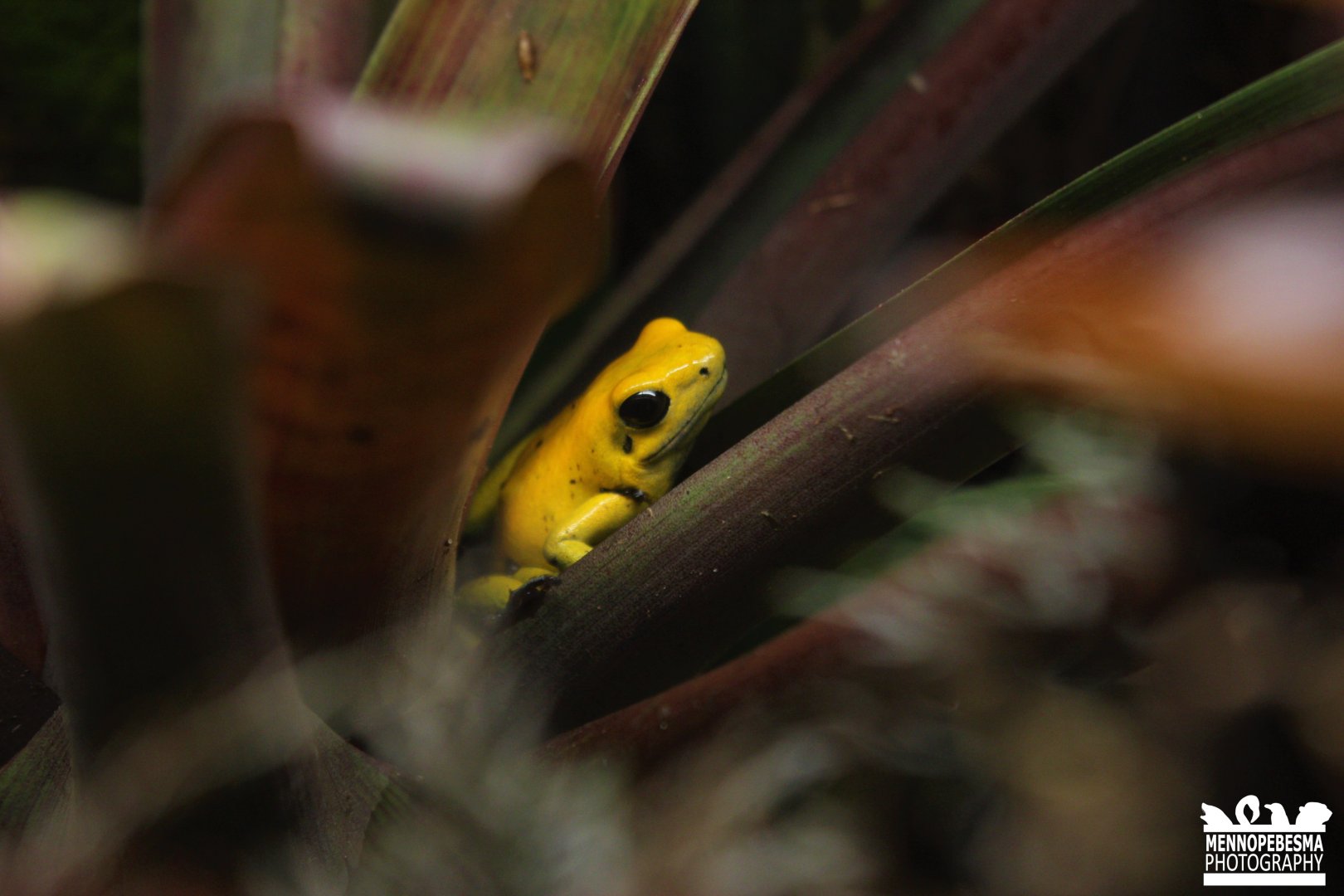 Golden poison frog (Phyllobates terribilis)
