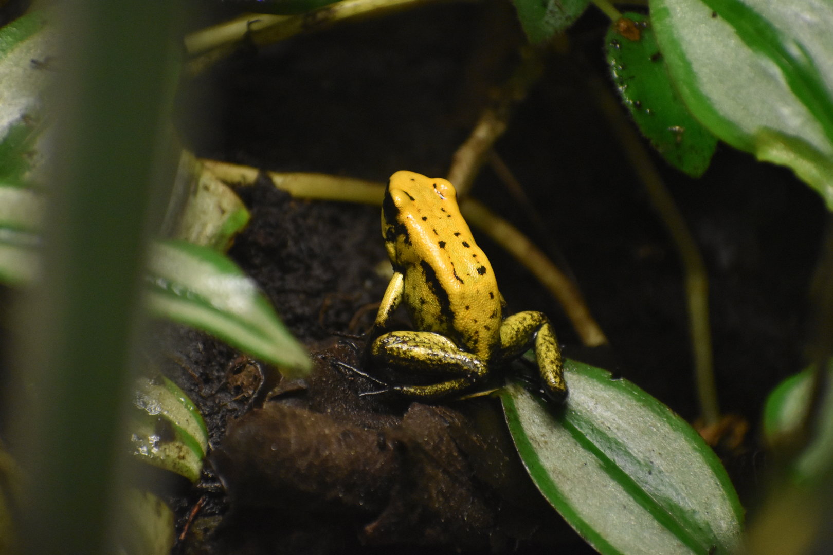 Golden Poison Frog - Phyllobates terribilis