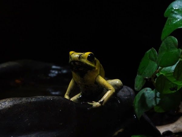 Golden poison frog (Phyllobates terribilis)