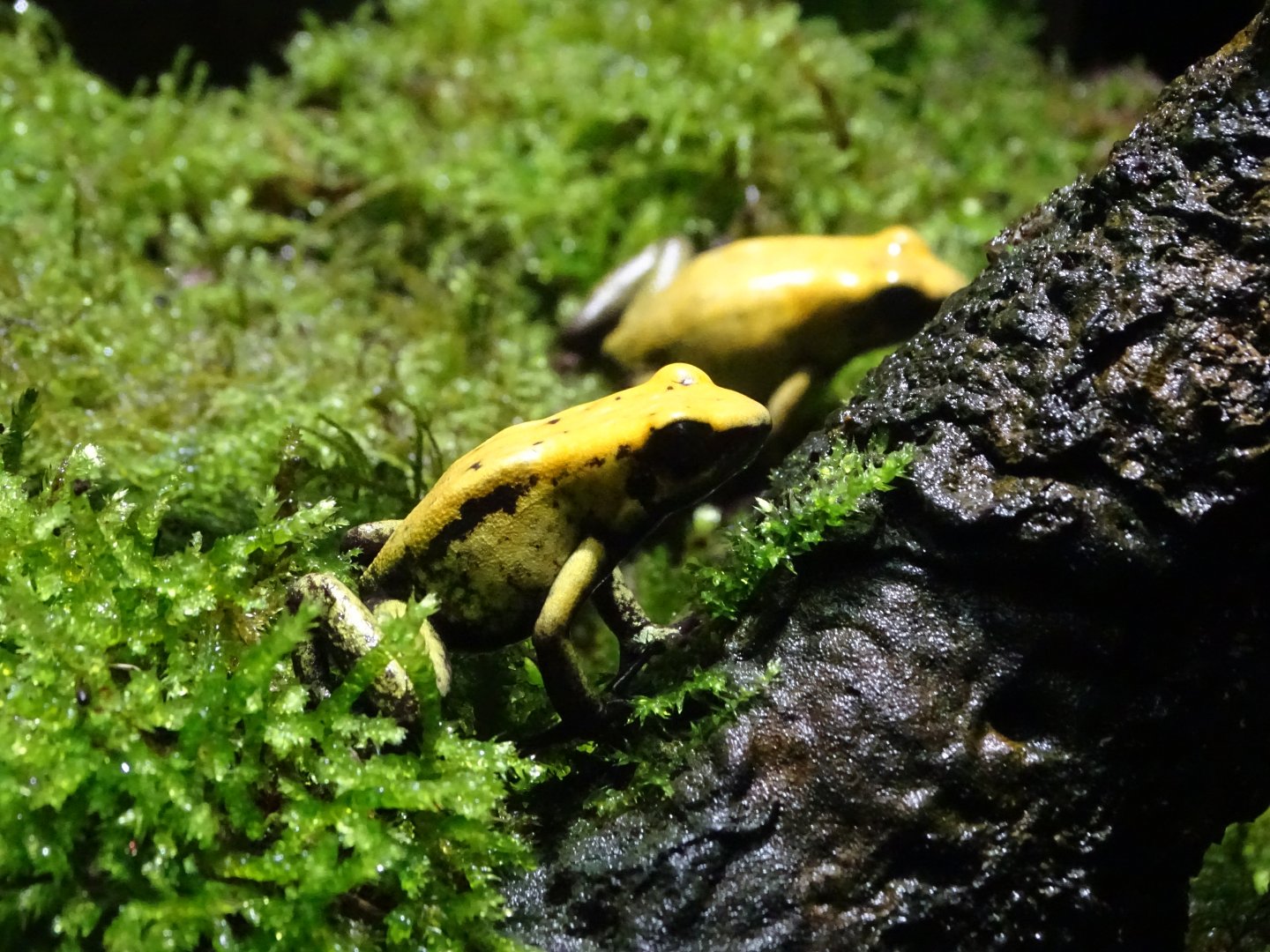 Golden poison frog (Phyllobates terribilis)